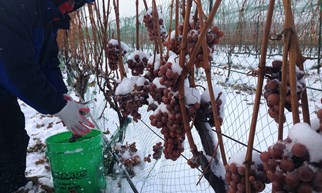 ICEWINE Ruou vang tuyet mot tuyet tac mua Dong cua Tao hoa