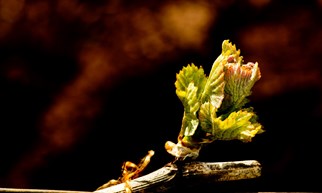 RUOU VANG NGON Phan 1 2